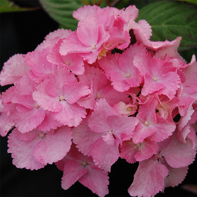 Hortensia - Hydrangea serrata Cap Sizun (Floraison)