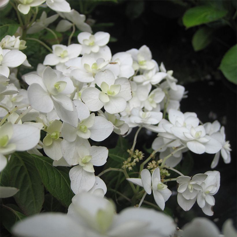 Hortensia - Hydrangea serrata Hakucho (Floraison)