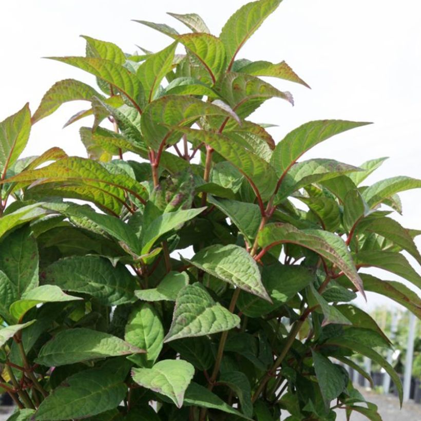 Hortensia - Hydrangea serrata Intermedia (Feuillage)