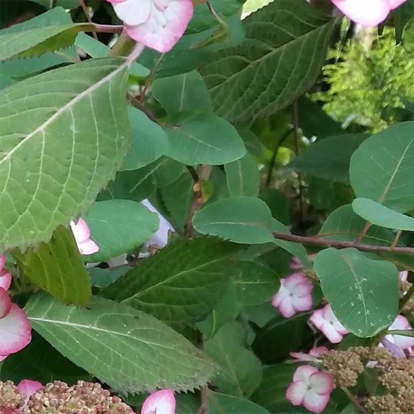 Hortensia - Hydrangea serrata Kiyosumi (Feuillage)