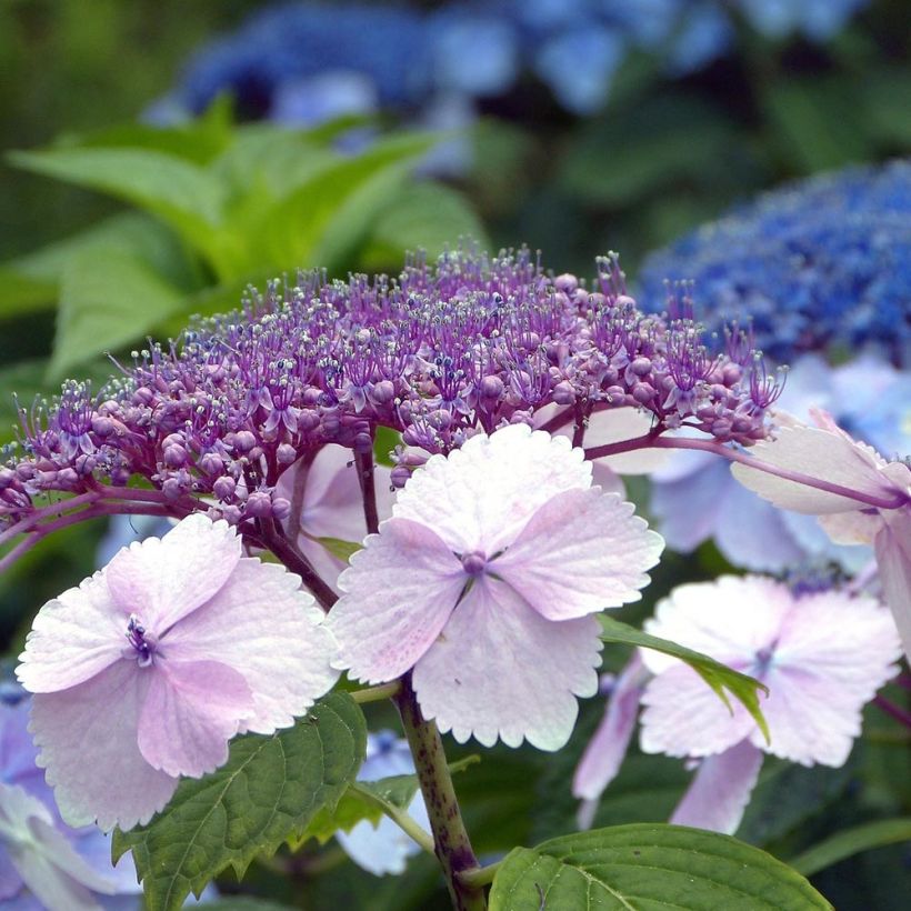 Hortensia - Hydrangea serrata Klaveren (Floraison)