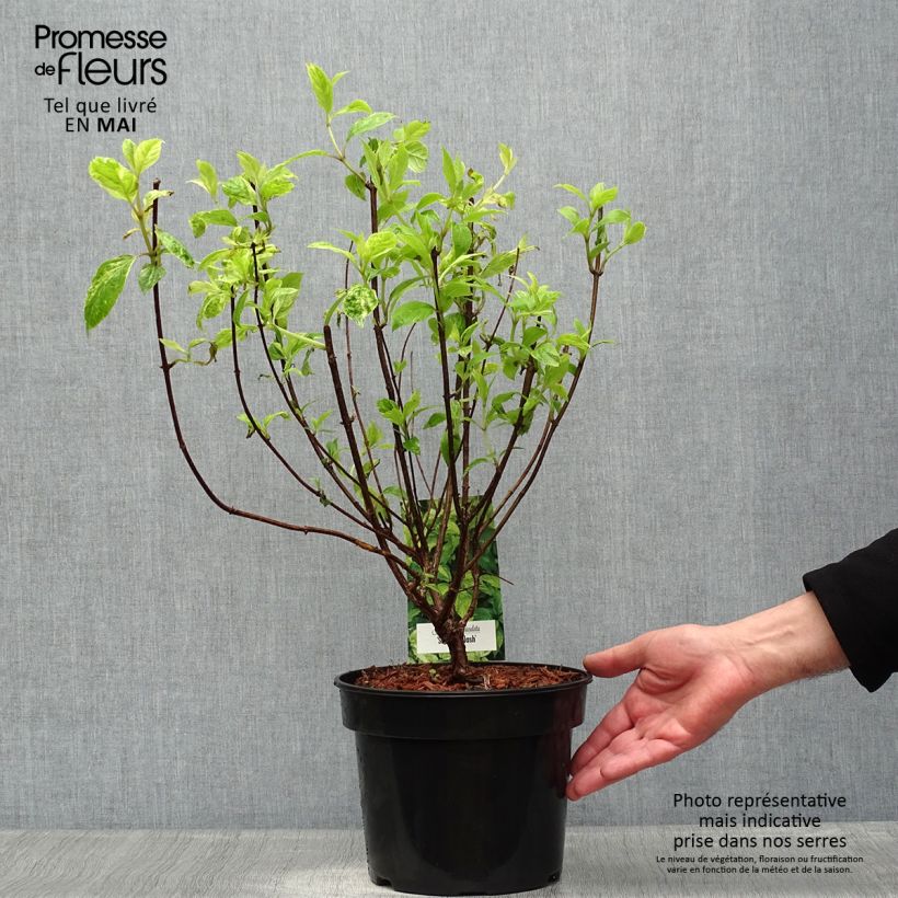 Spécimen de Hydrangea paniculata Shikoku Flash - Hortensia paniculé tel que livré au printemps