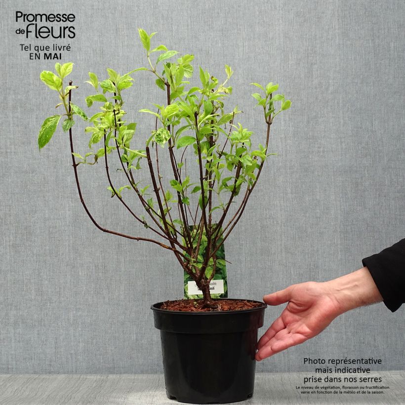 Spécimen de Hydrangea paniculata Shikoku Flash - Hortensia paniculé Pot de 4L/5LHauteur livrée env. 40/60cm tel que livré au printemps