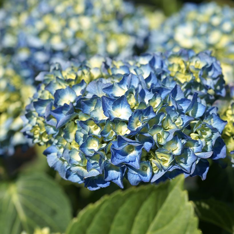 Hortensia - Hydrangea macrophylla Renate Steiniger (Floraison)