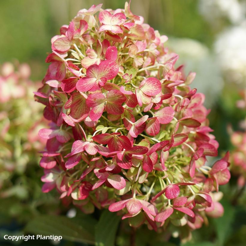 Hydrangea paniculata Graffiti - Hortensia paniculé (Floraison)