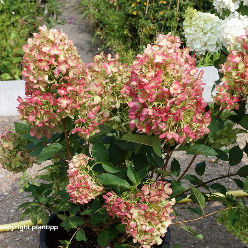 Hydrangea paniculata Graffiti - Hortensia paniculé (Port)