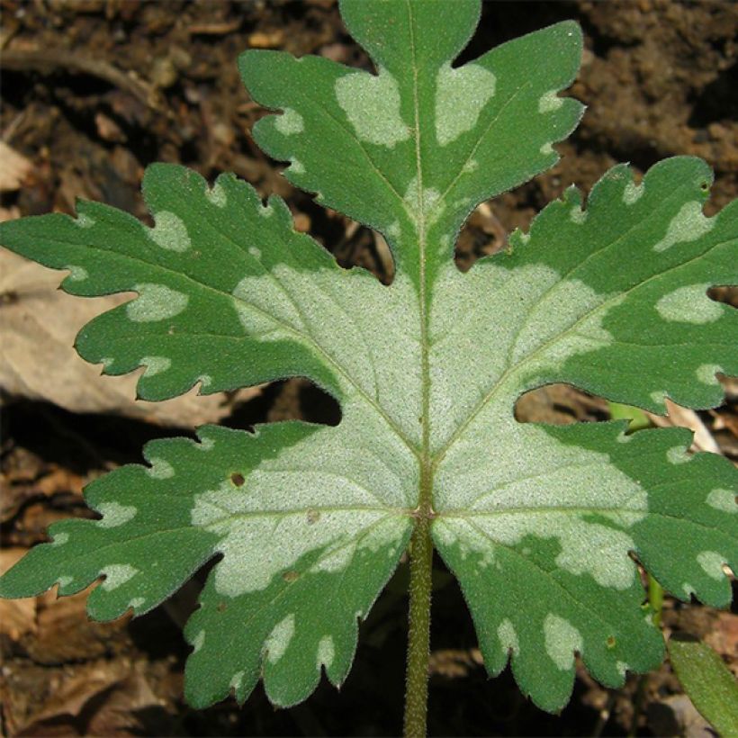 Hydrophyllum canadense (Feuillage)