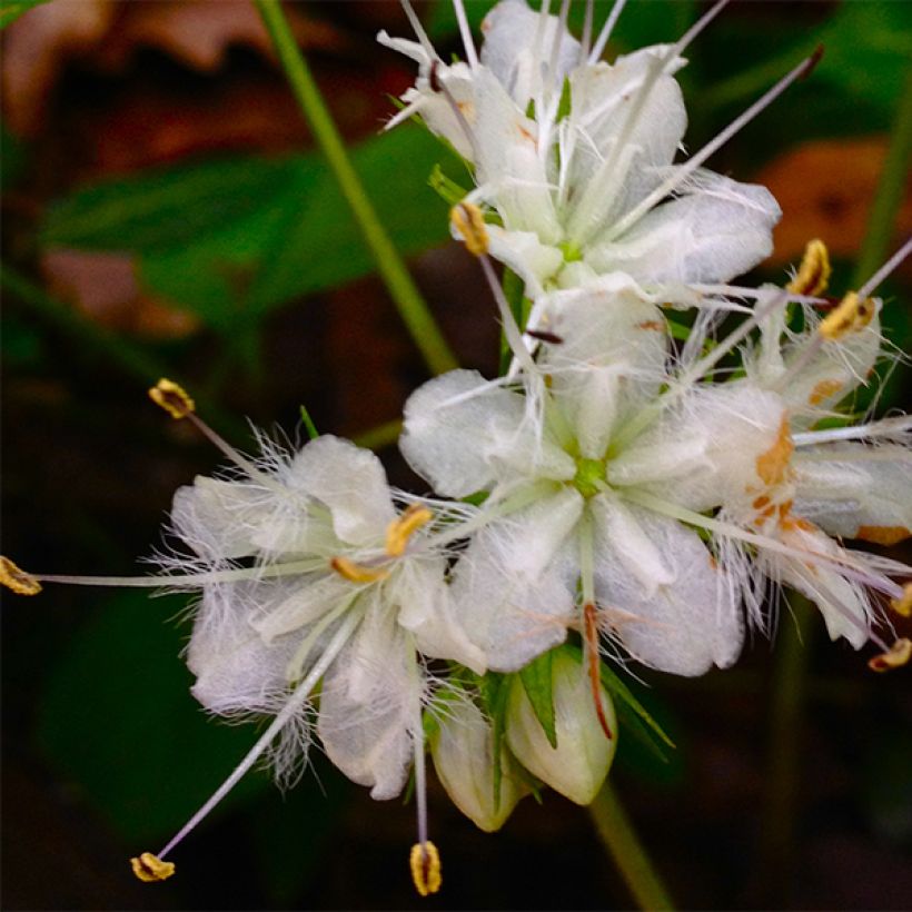 Hydrophyllum canadense (Floraison)