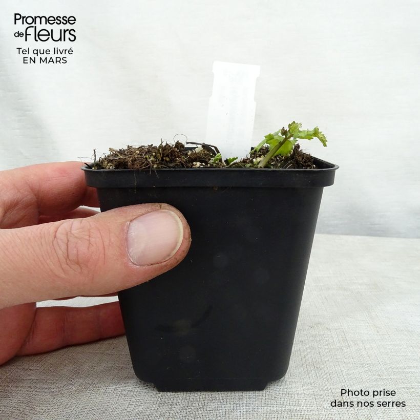 Spécimen de Hylomecon japonica Godet de 9cm tel que livré au printemps
