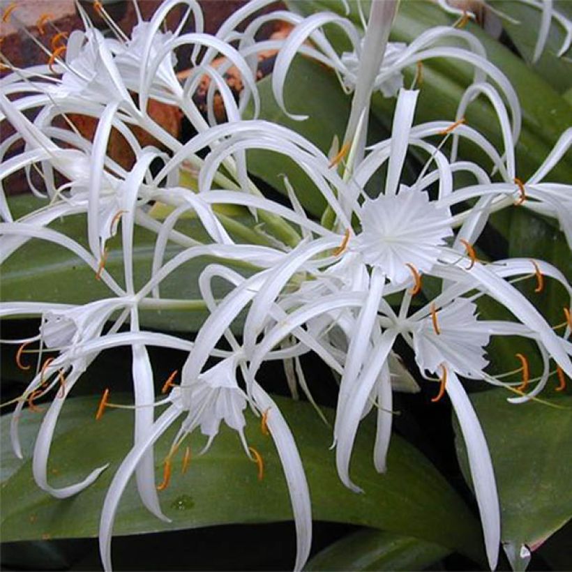 Hymenocallis longipetala - Ismene blanche   (Floraison)