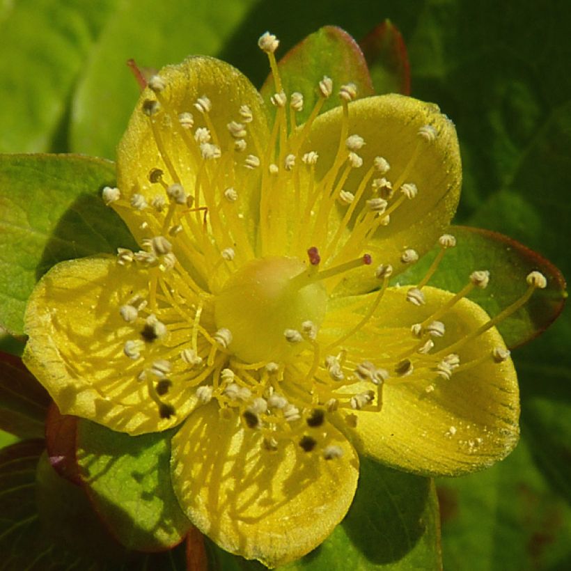 Millepertuis doré - Hypericum Golden Beacon (Floraison)