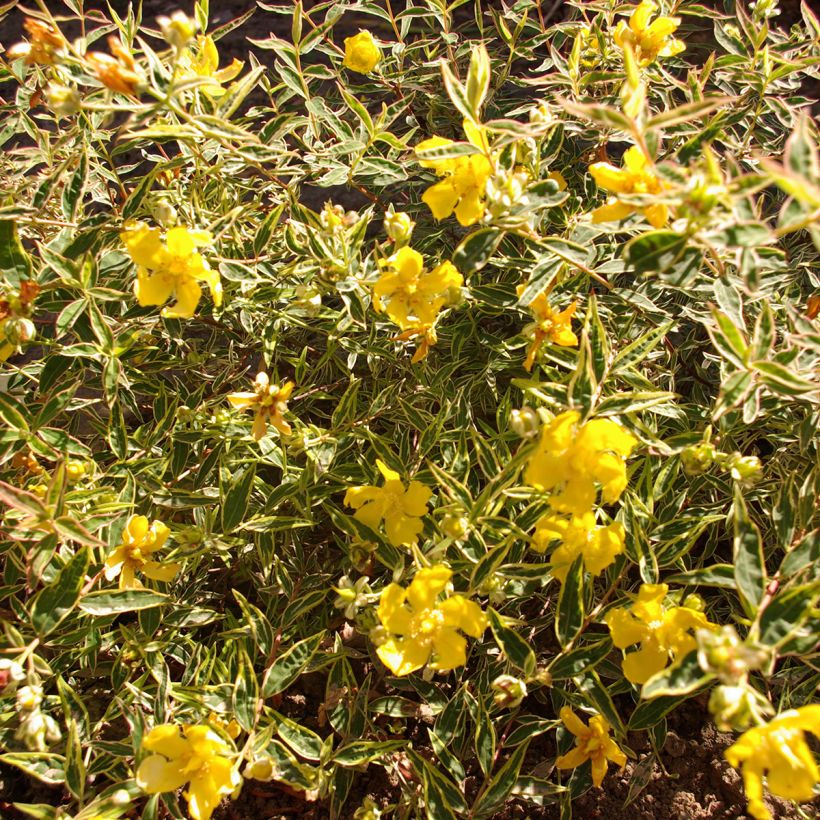 Hypericum Hidcote Limelight - Millepertuis panaché (Feuillage)