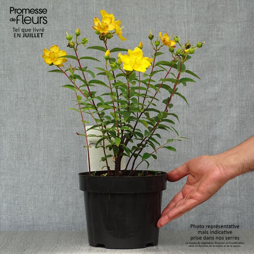 Spécimen de Hypericum - Millepertuis Hidcote Pot de 2L/3L tel que livré en été