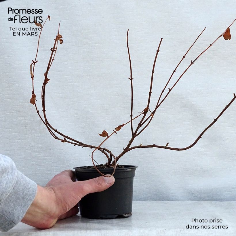 Spécimen de Hypericum - Millepertuis Hidcote  en godet de 9cm tel que livré au printemps