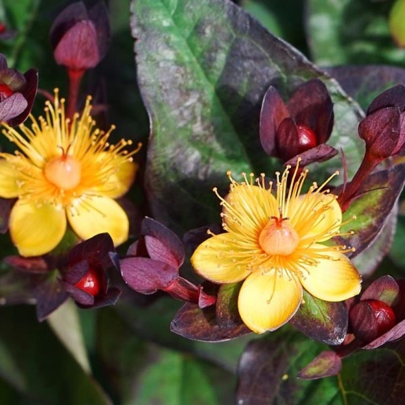 Millepertuis Miracle Night - Hypericum (Floraison)