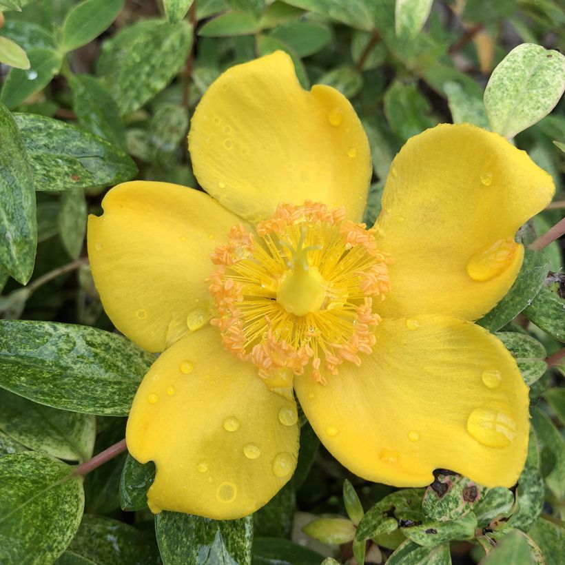 Hypericum Radiance - Millepertuis hybride panaché (Floraison)