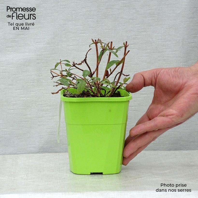Spécimen de Hypericum Radiance - Millepertuis hybride panaché Pot de 1,5L tel que livré au printemps