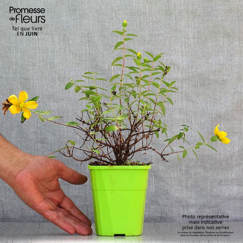 Spécimen de Hypericum Radiance - Millepertuis hybride panaché Pot de 1L/1,5L tel que livré en été