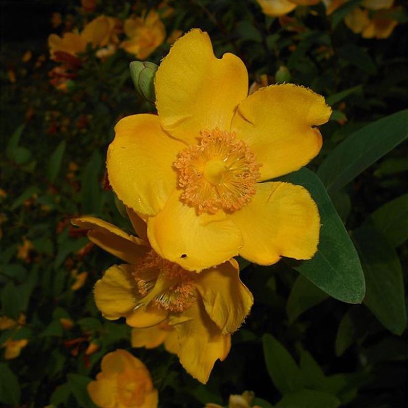 Millepertuis - Hypericum (x) moserianum (Floraison)