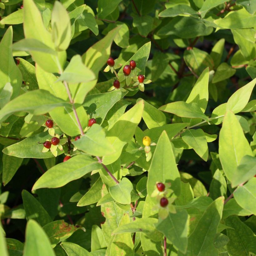 Millepertuis - Hypericum inodorum Elstead (Feuillage)