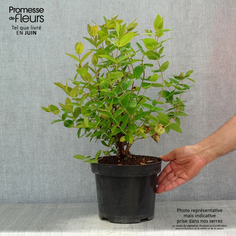 Spécimen de Hypericum inodorum Magical Beauty - Millepertuis Pot de 3L/4L tel que livré au printemps