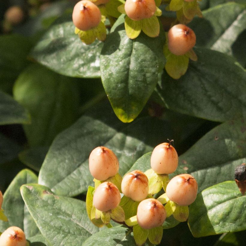 Hypericum inodorum Magical Pumpkin - Millepertuis (Feuillage)