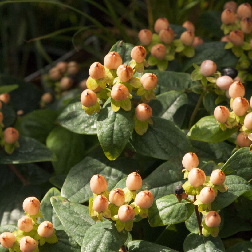 Hypericum inodorum Magical Pumpkin - Millepertuis (Floraison)