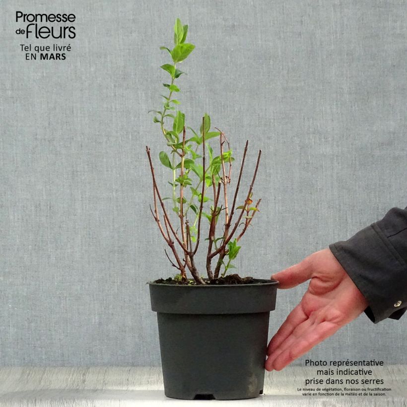 Spécimen de Hypericum inodorum Magical Red Flame - Millepertuis Pot de 2L/3L tel que livré au printemps