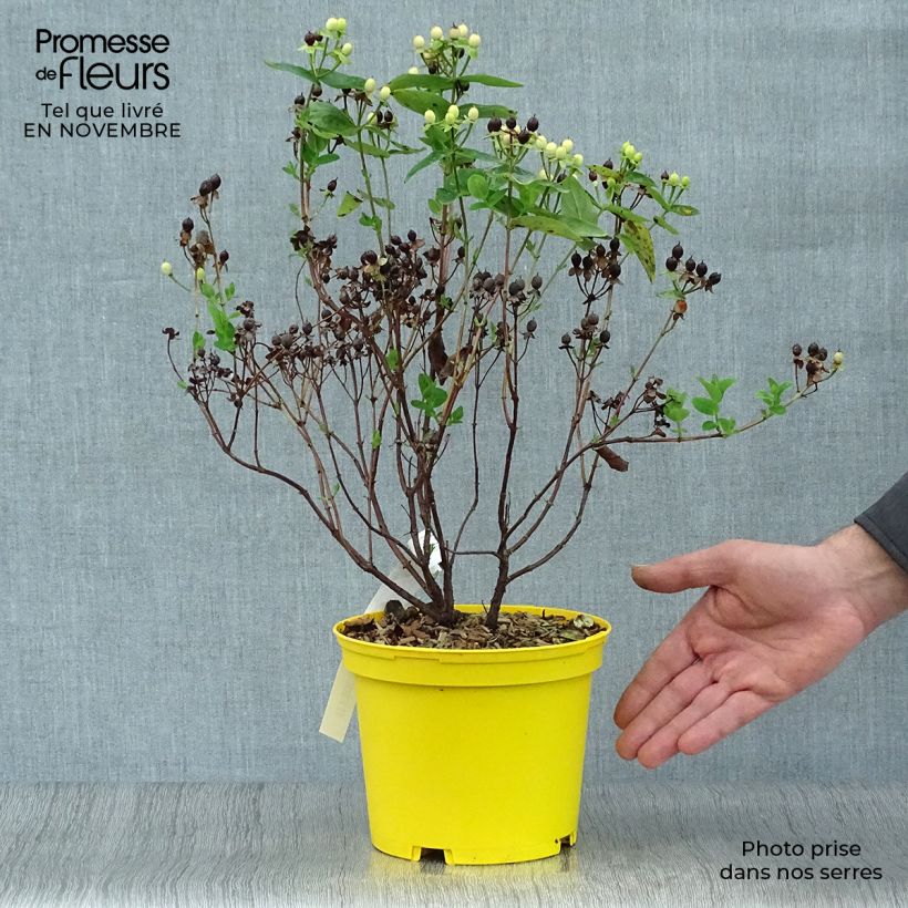 Spécimen de Hypericum inodorum Magical Sunshine - Millepertuis  Pot de 2L/3L tel que livré en automne