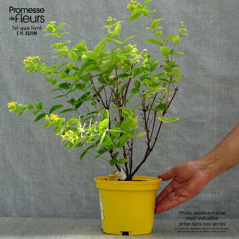 Spécimen de Hypericum inodorum Magical Sunshine - Millepertuis  Pot de 2L/3L tel que livré en été