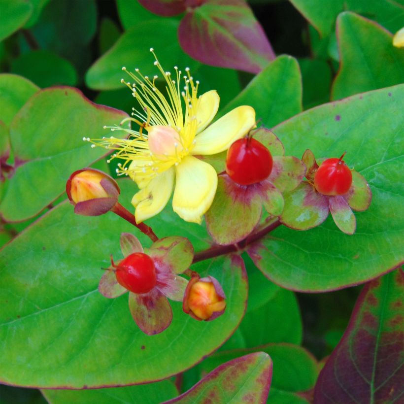 Millepertuis - Hypericum inodorum Rheingold (Floraison)