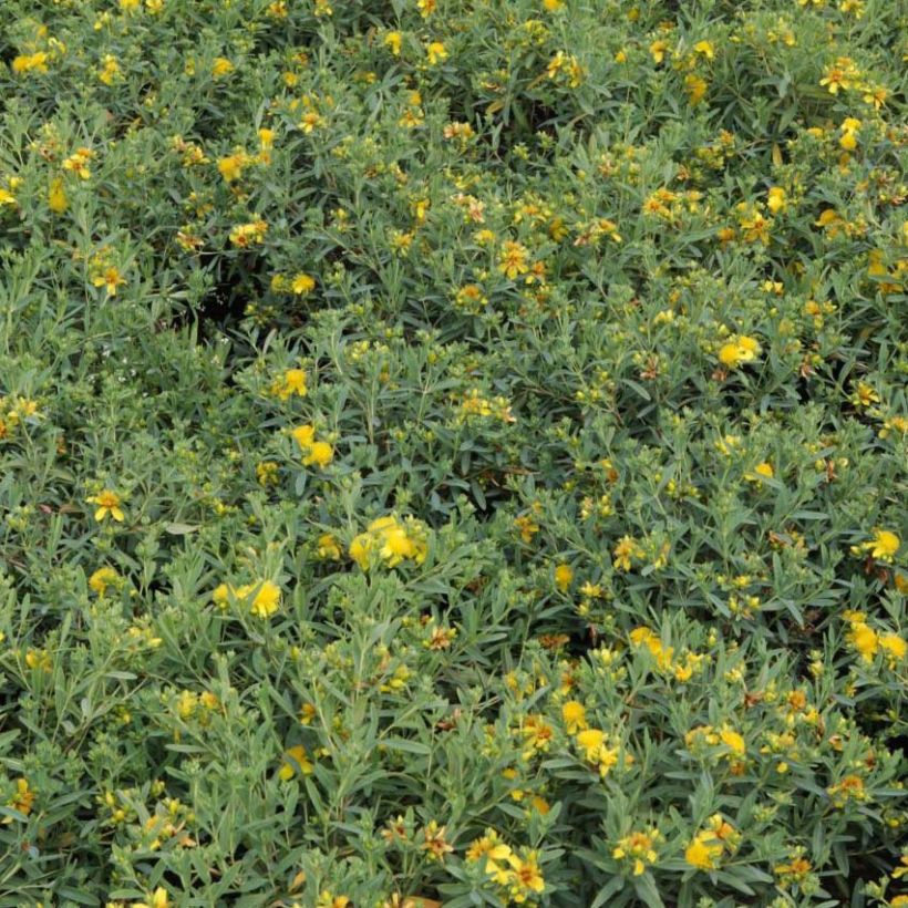 Hypericum kalmianum Blue Velvet - Millepertuis (Feuillage)