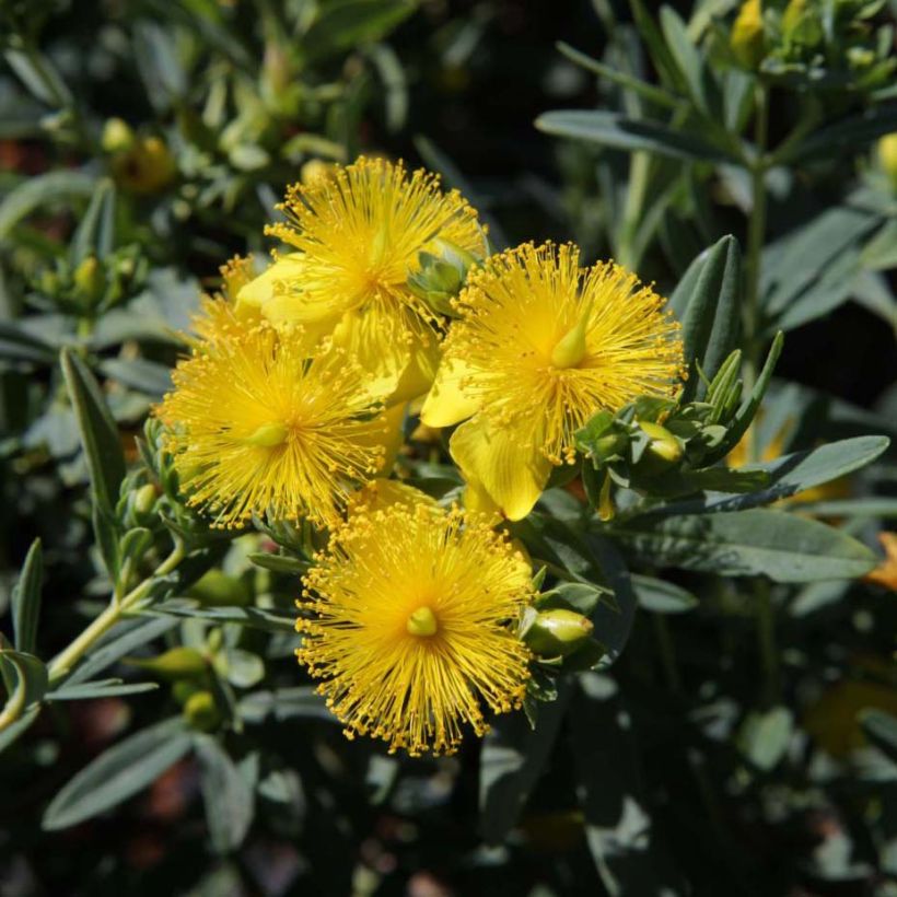 Hypericum kalmianum Blue Velvet - Millepertuis (Floraison)