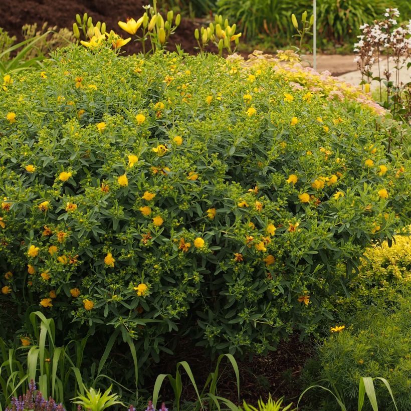 Hypericum kalmianum Blue Velvet - Millepertuis (Port)