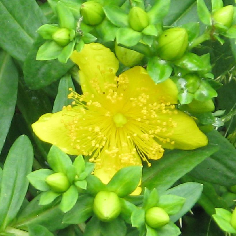 Millepertuis de kalmian - Hypericum kalmianum Gemo (Floraison)