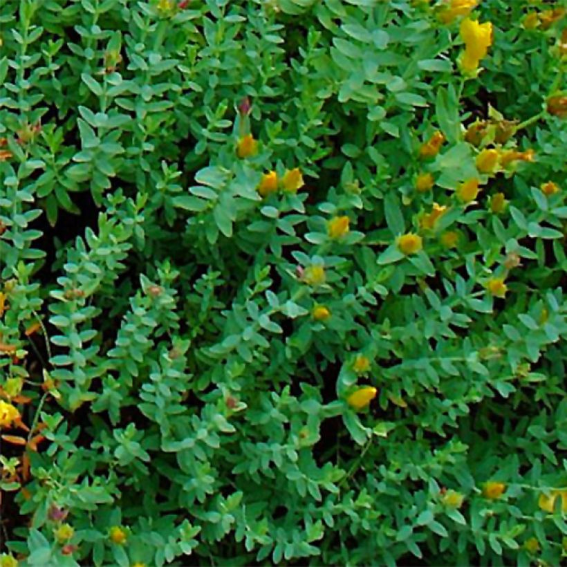 Hypericum olympicum - Millepertuis grec  (Feuillage)