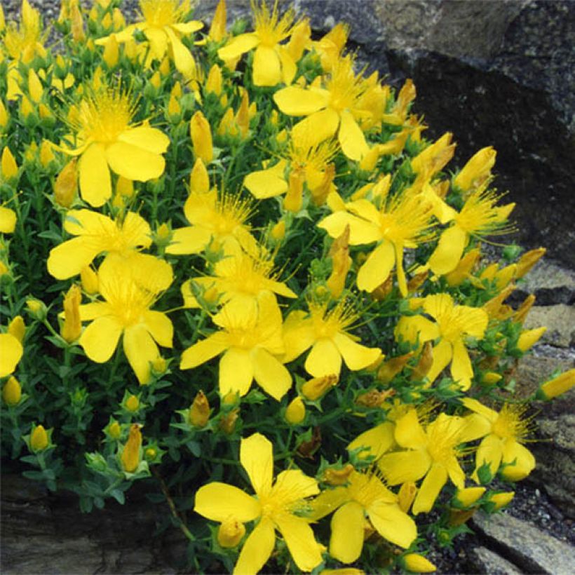 Hypericum olympicum - Millepertuis grec  (Floraison)