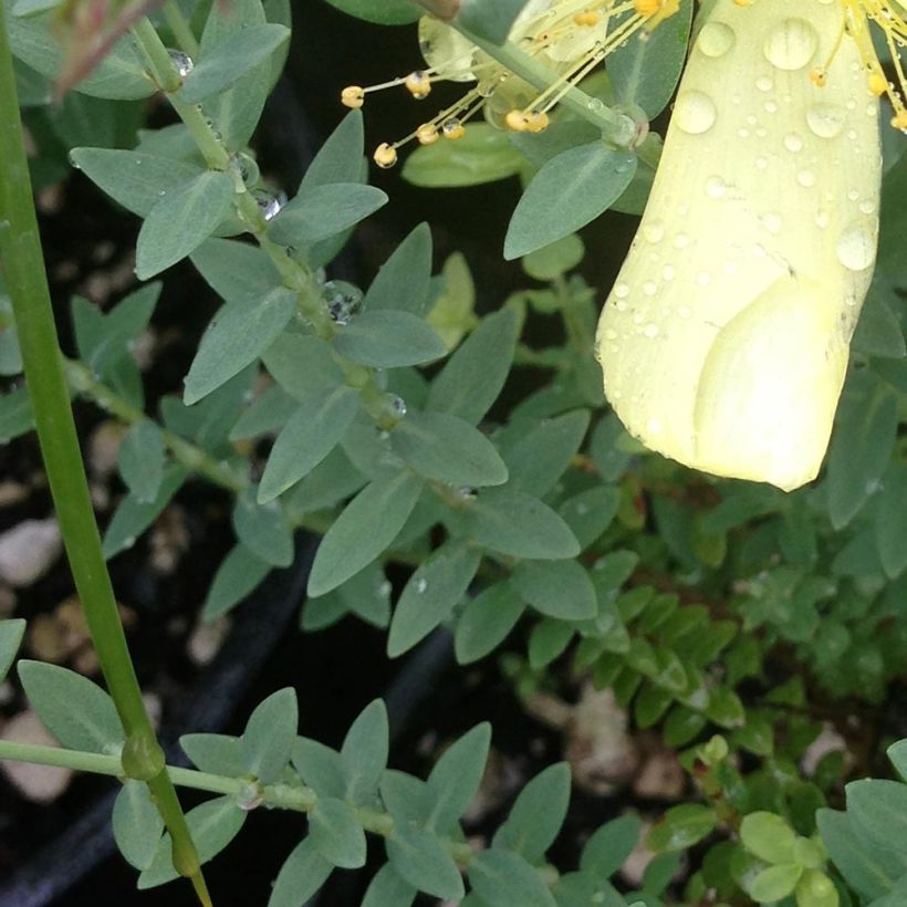 Hypericum olympicum Citrinum - Millepertuis du Mont Olympe 'Citrinum' (Feuillage)