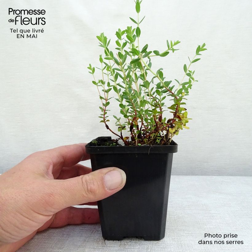 Spécimen de Hypericum olympicum - Millepertuis grec  Godet de 9cm tel que livré au printemps