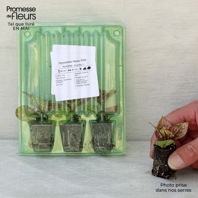 Spécimen de Hypoestes Hippo Pink Mini-motte 3 cm tel que livré au printemps