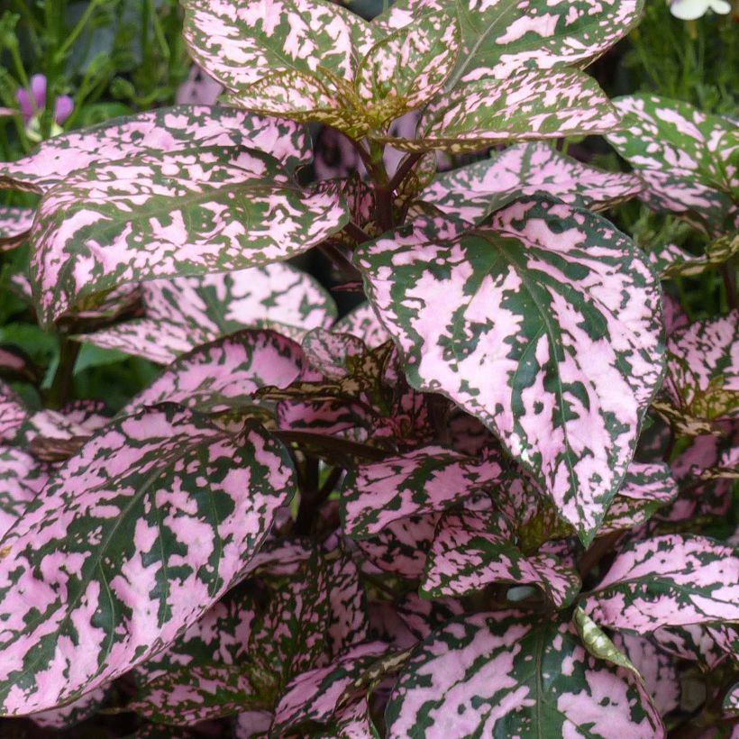 Hypoestes Hippo Pink (Feuillage)