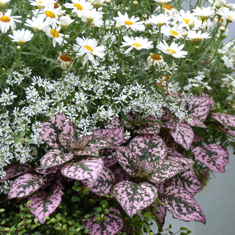 Hypoestes Hippo Pink (Port)