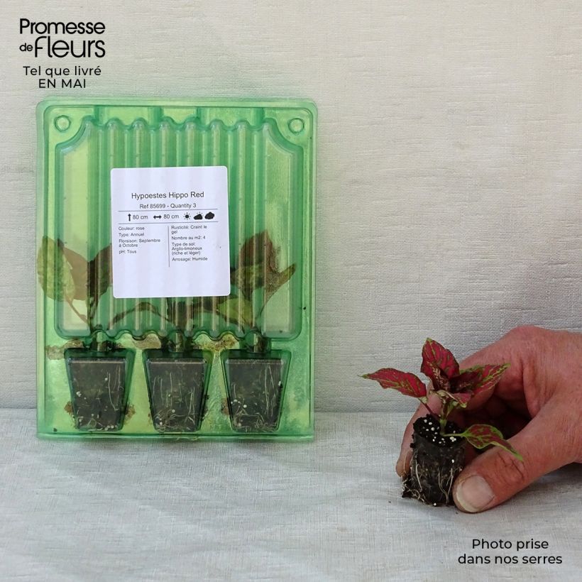 Spécimen de Hypoestes Hippo Red Mini-motte 3 cm tel que livré au printemps