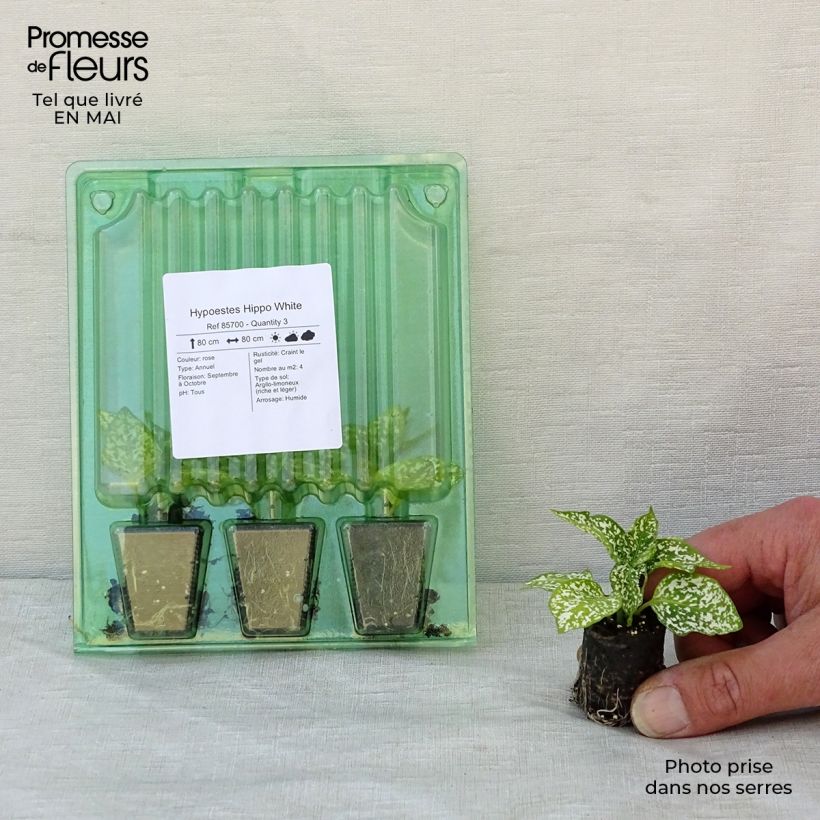 Spécimen de Hypoestes Hippo White Mini-motte 3 cm tel que livré au printemps