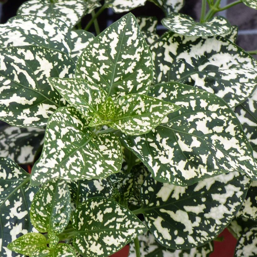 Hypoestes Hippo White (Feuillage)