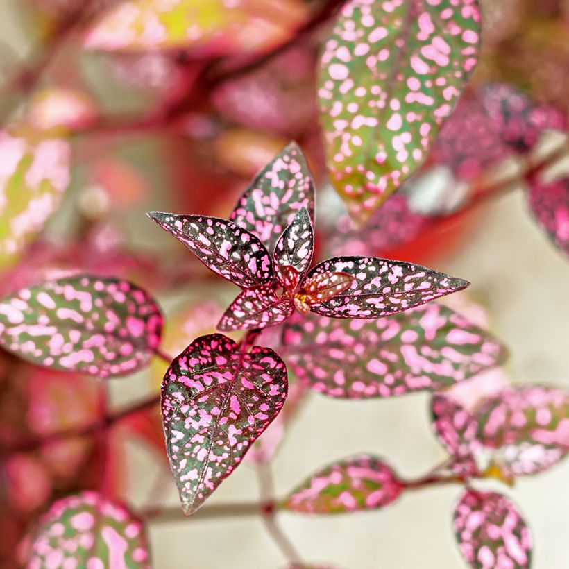 Hypoestes phyllostachya Pink (Feuillage)