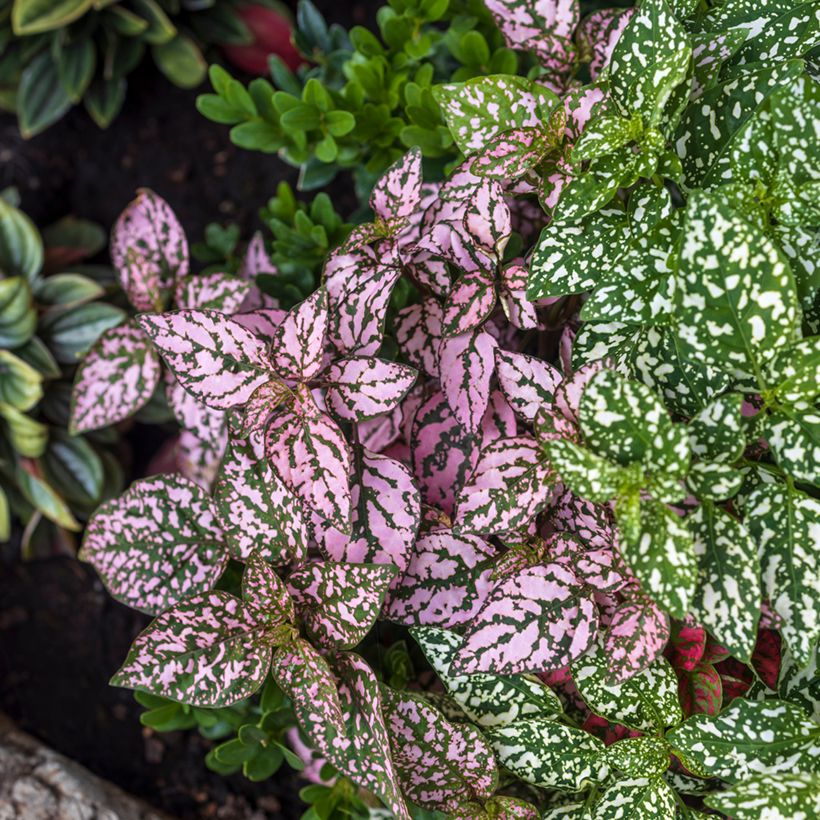 Hypoestes phyllostachya Pink (Port)