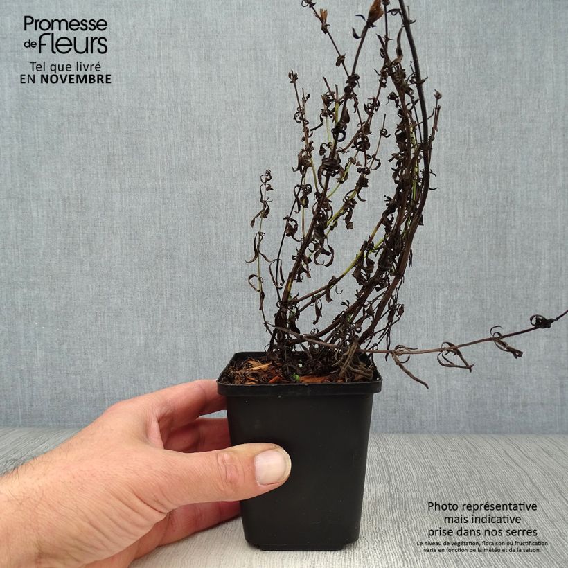 Spécimen de Hysope officinale - Hyssopus officinalis Godet de 8/9 cm tel que livré en automne