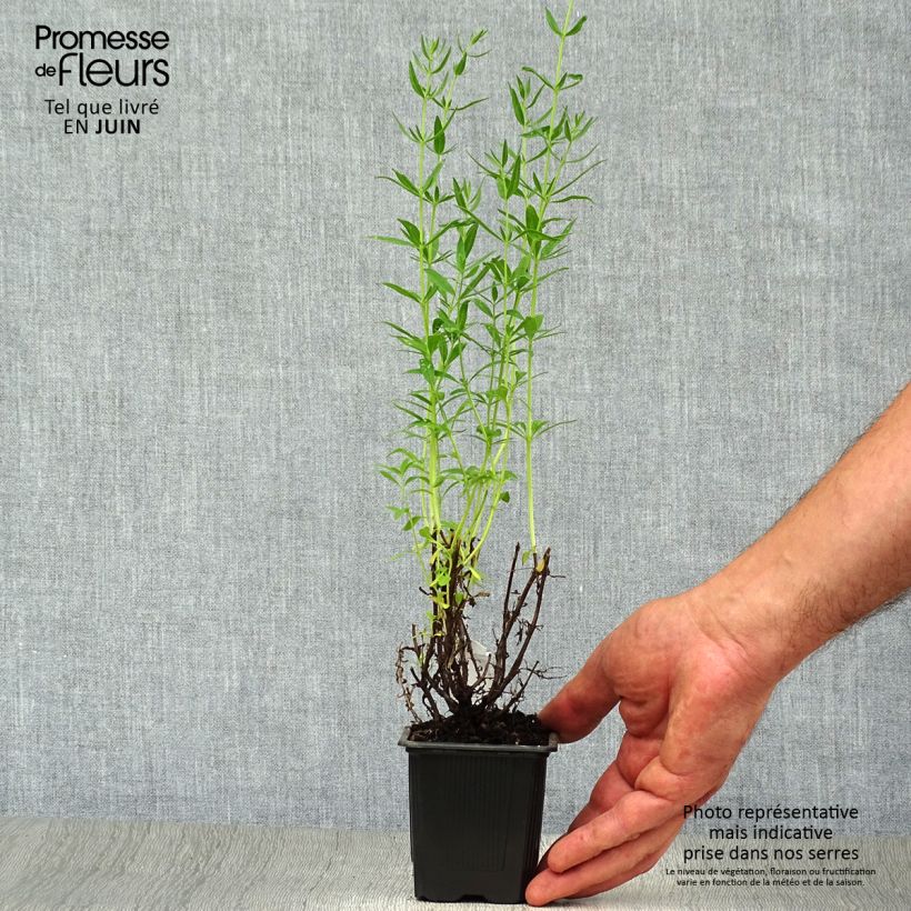 Spécimen de Hysope officinale - Hyssopus officinalis Godet de 8/9 cm tel que livré en été
