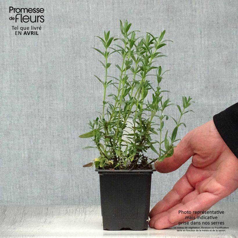 Spécimen de Hysope officinale - Hyssopus officinalis en godet de 9 cm tel que livré au printemps
